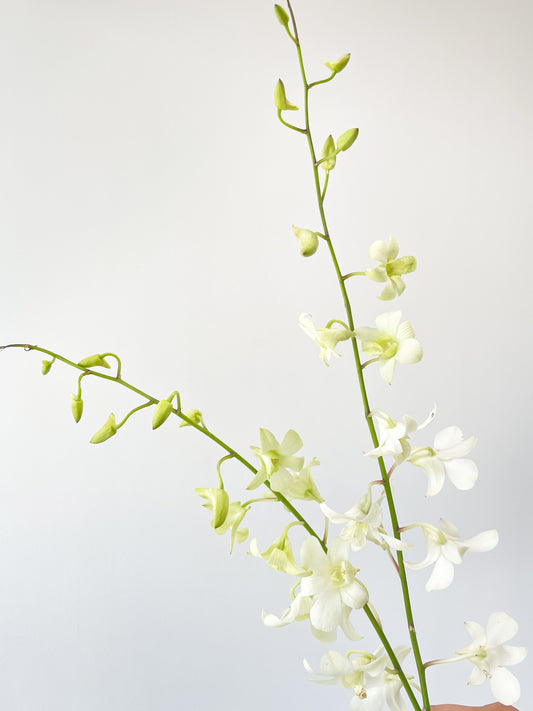 Orkid Dendrobium