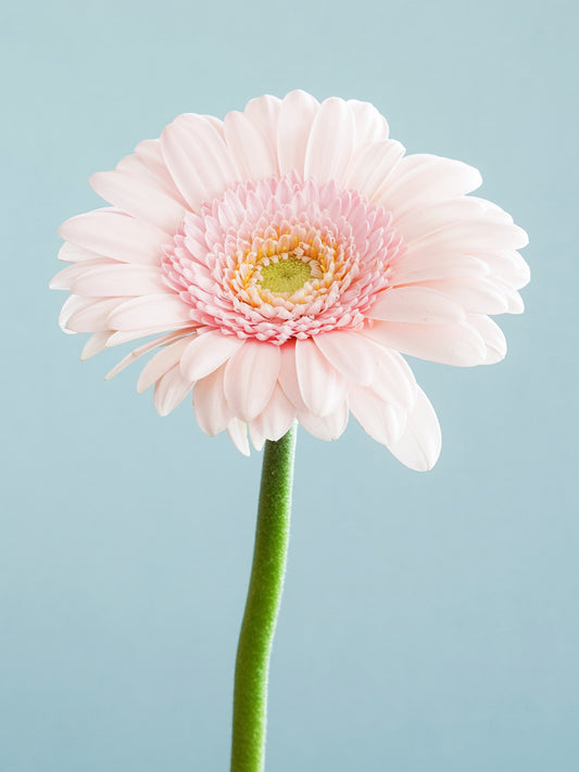 Gerbera