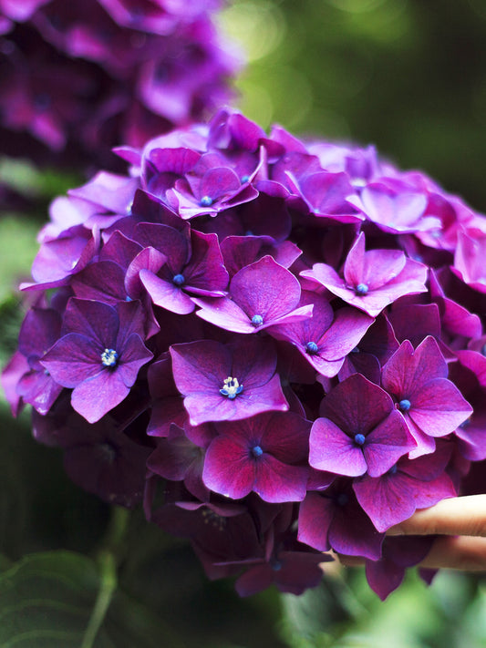 Hydrangea