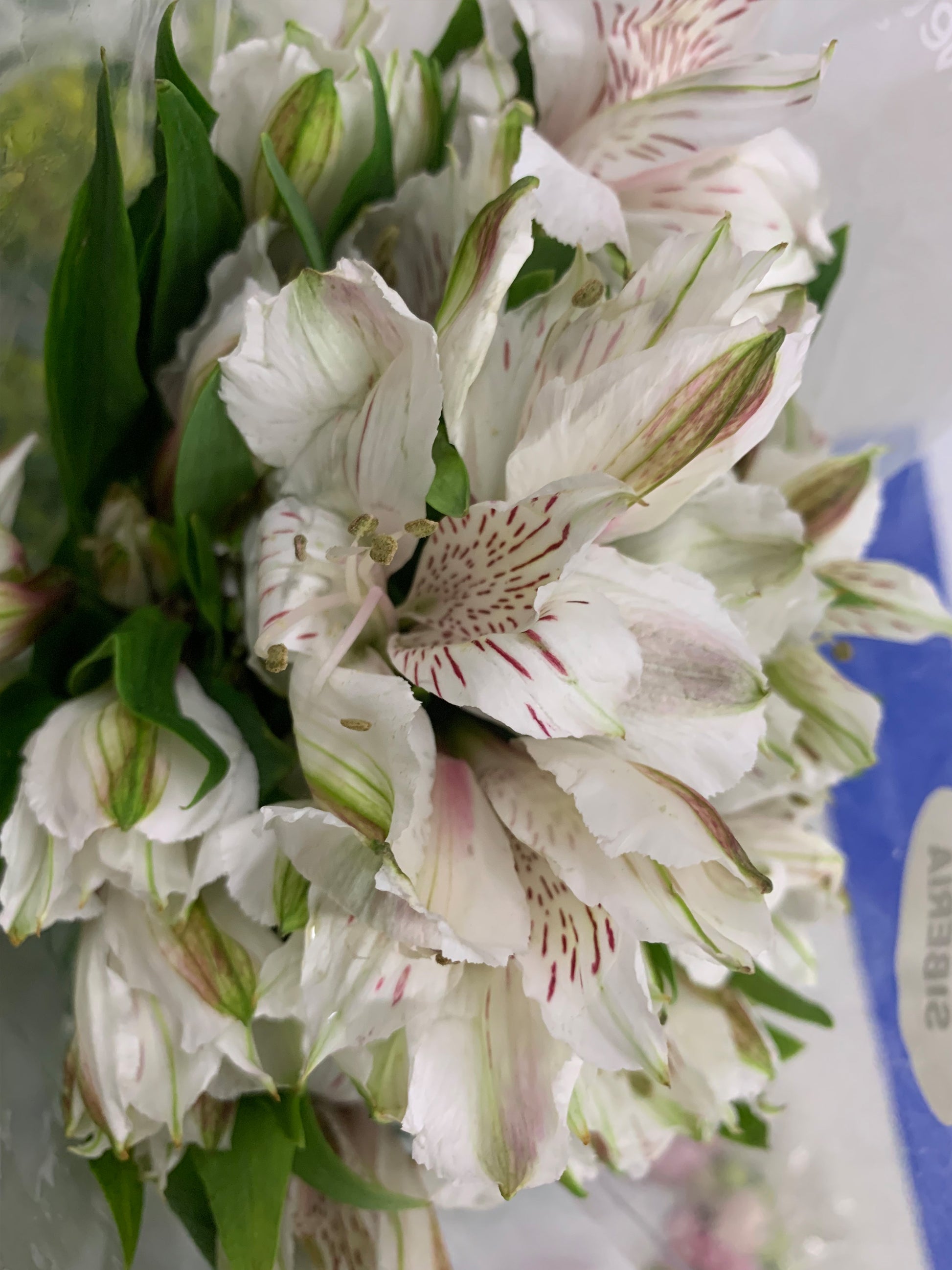 Peruvian Lily - K. FLOWER