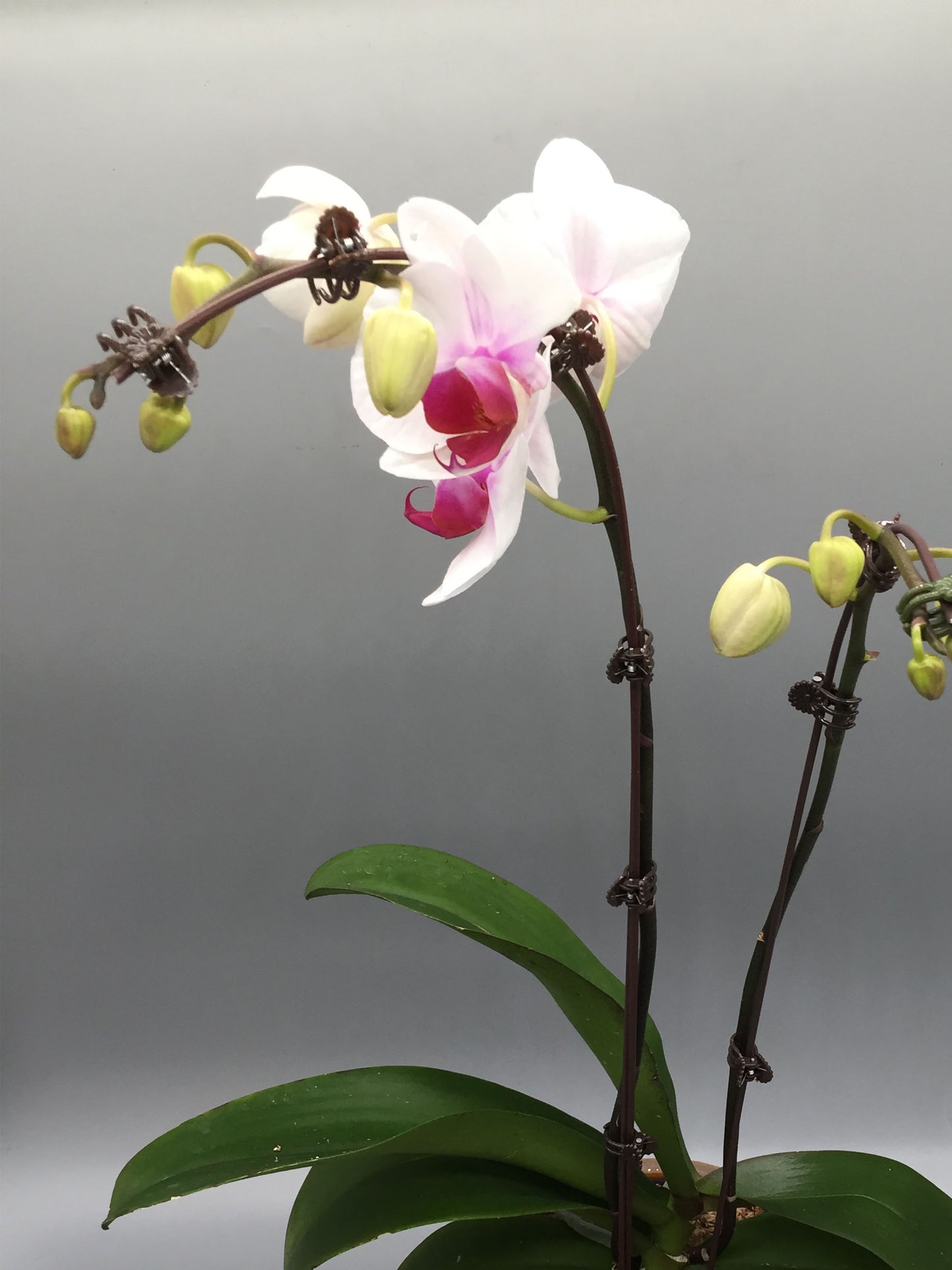 Phalaenopsis Arrangement - K. FLOWER