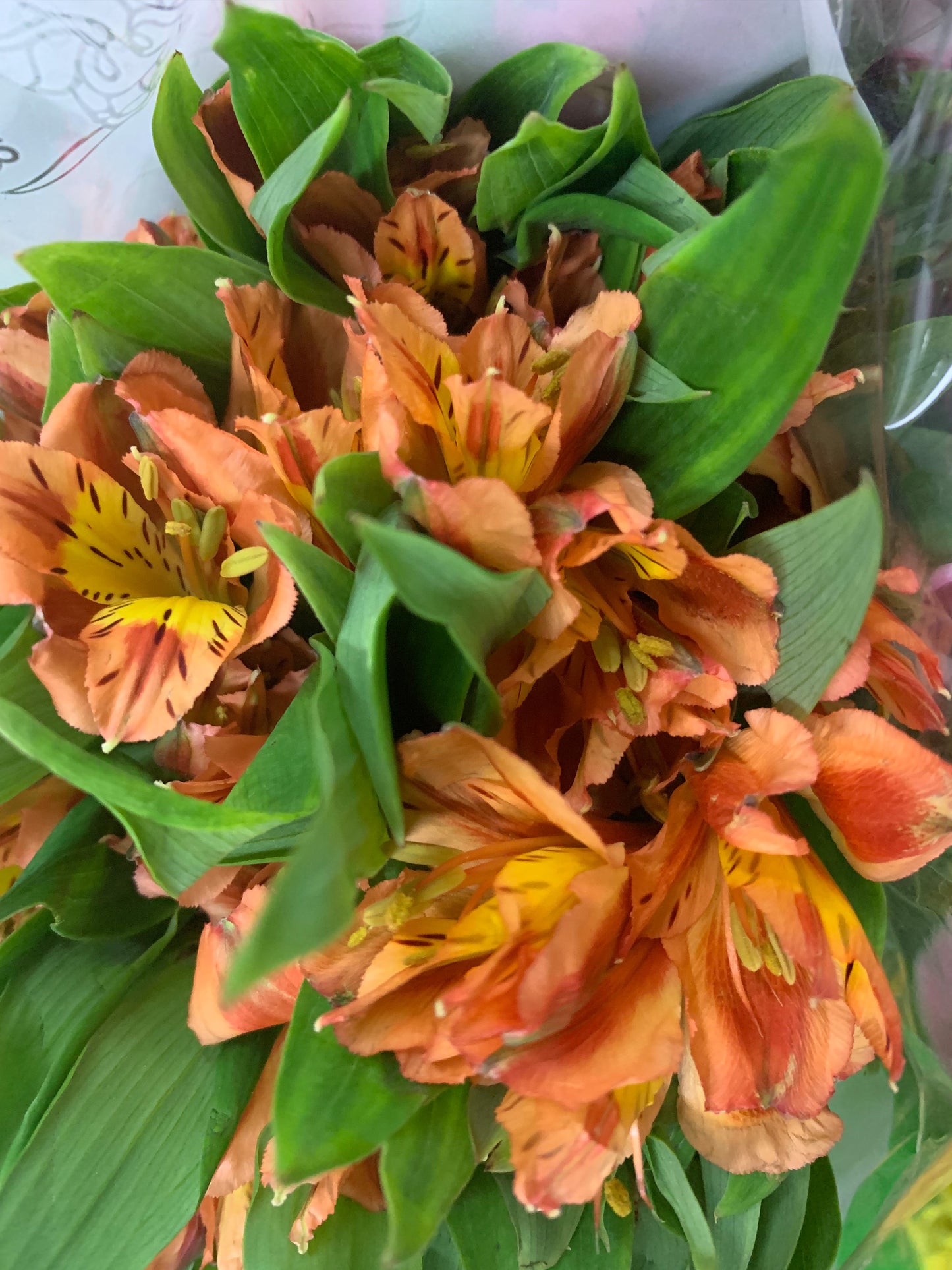 Peruvian Lily - K. FLOWER