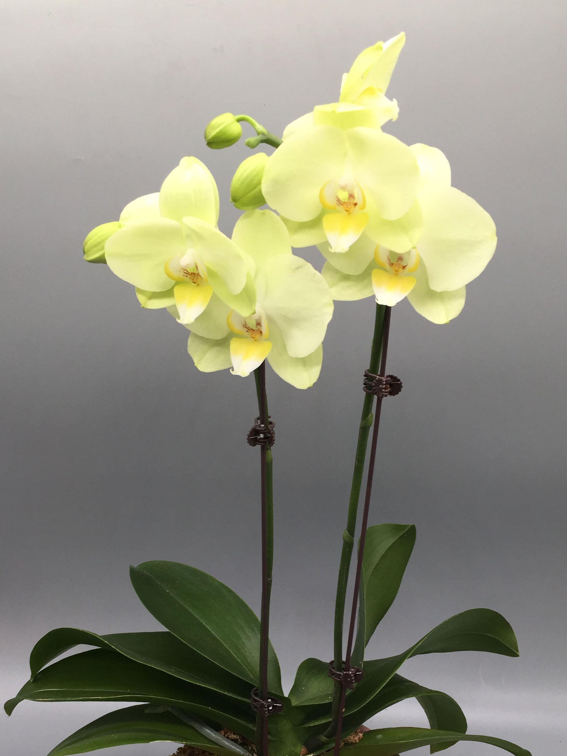 Phalaenopsis Arrangement - K. FLOWER