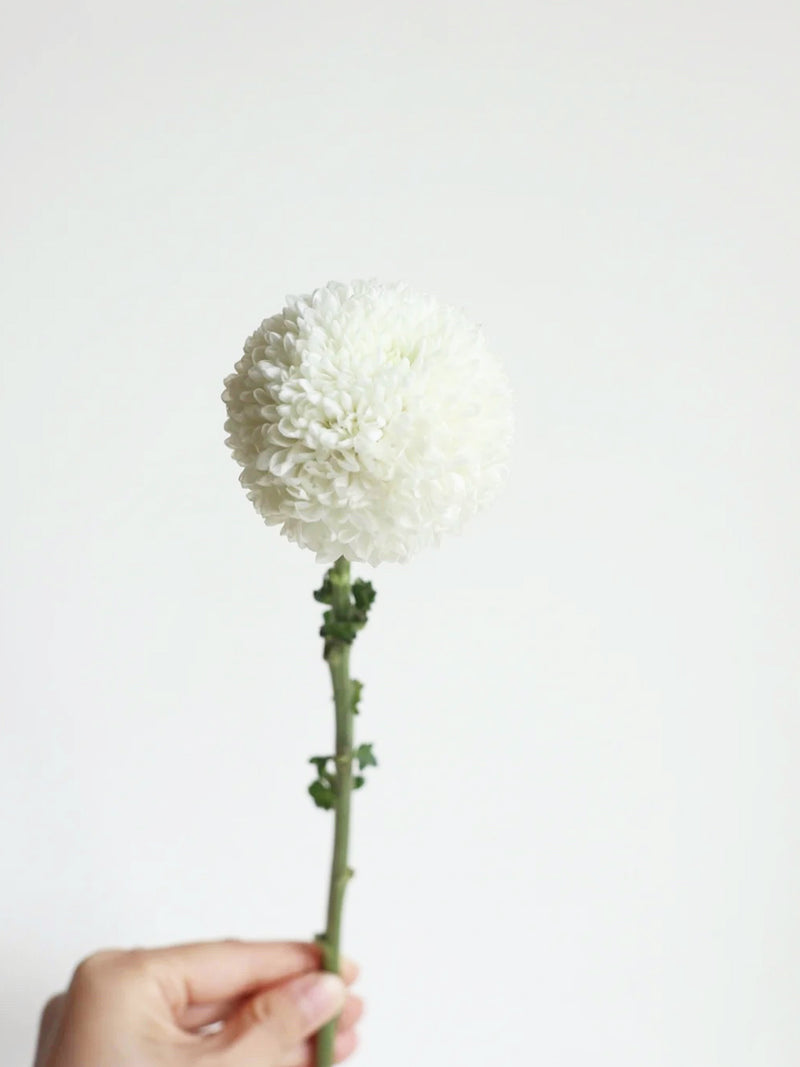 Chrysanthemum Pom Pom Linette