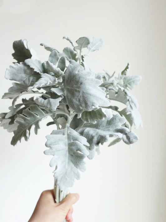 Dusty Miller